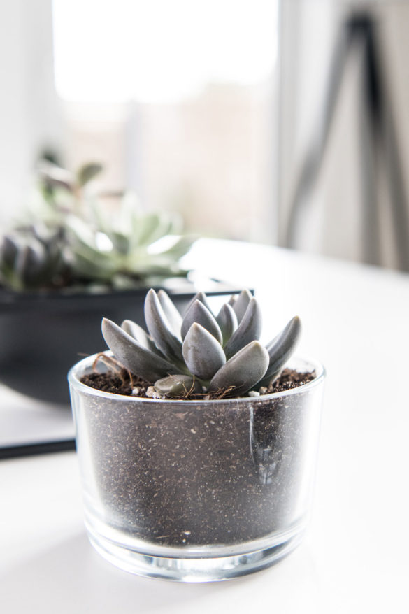 Pachyphytum Kimnachii im flachen Trinkglas