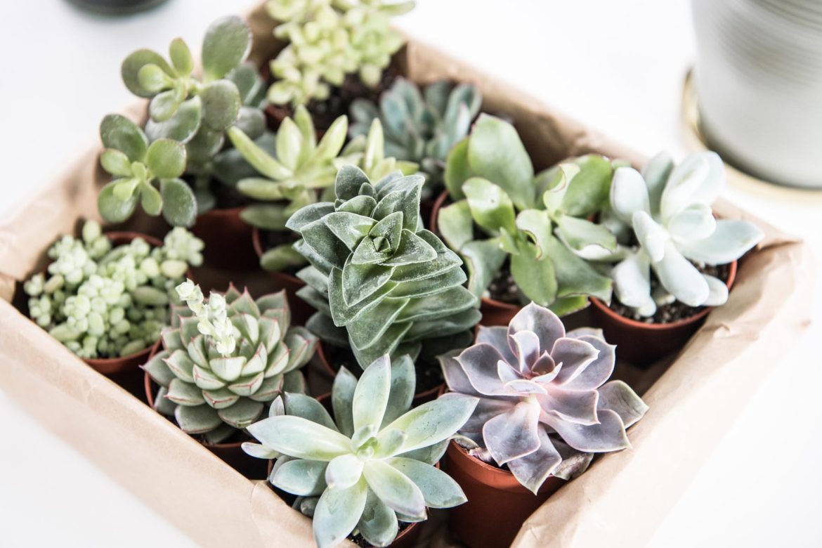 Sukkulenten Dekoideen
