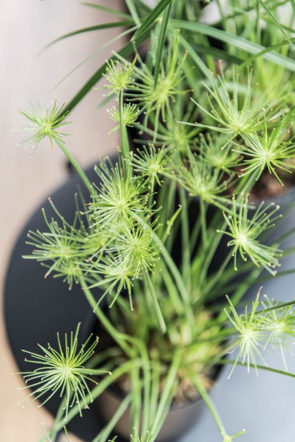 Cyperus Zyperngras Zimmerpflanze sonnig