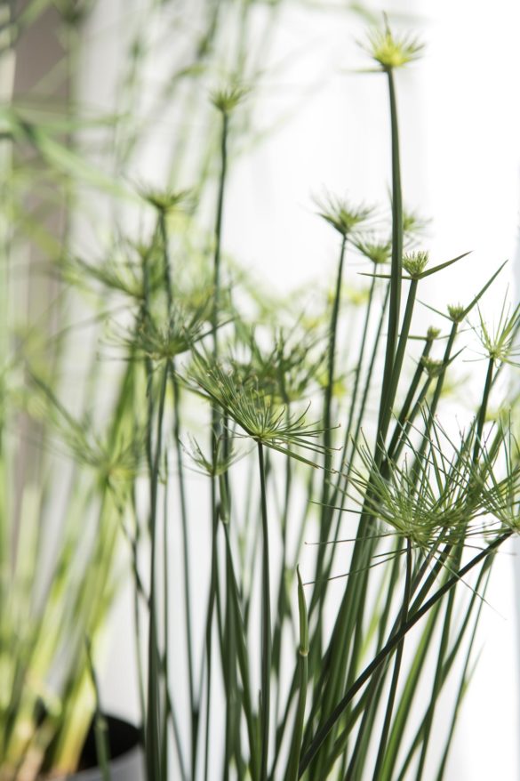 Cyperus Zyperngras