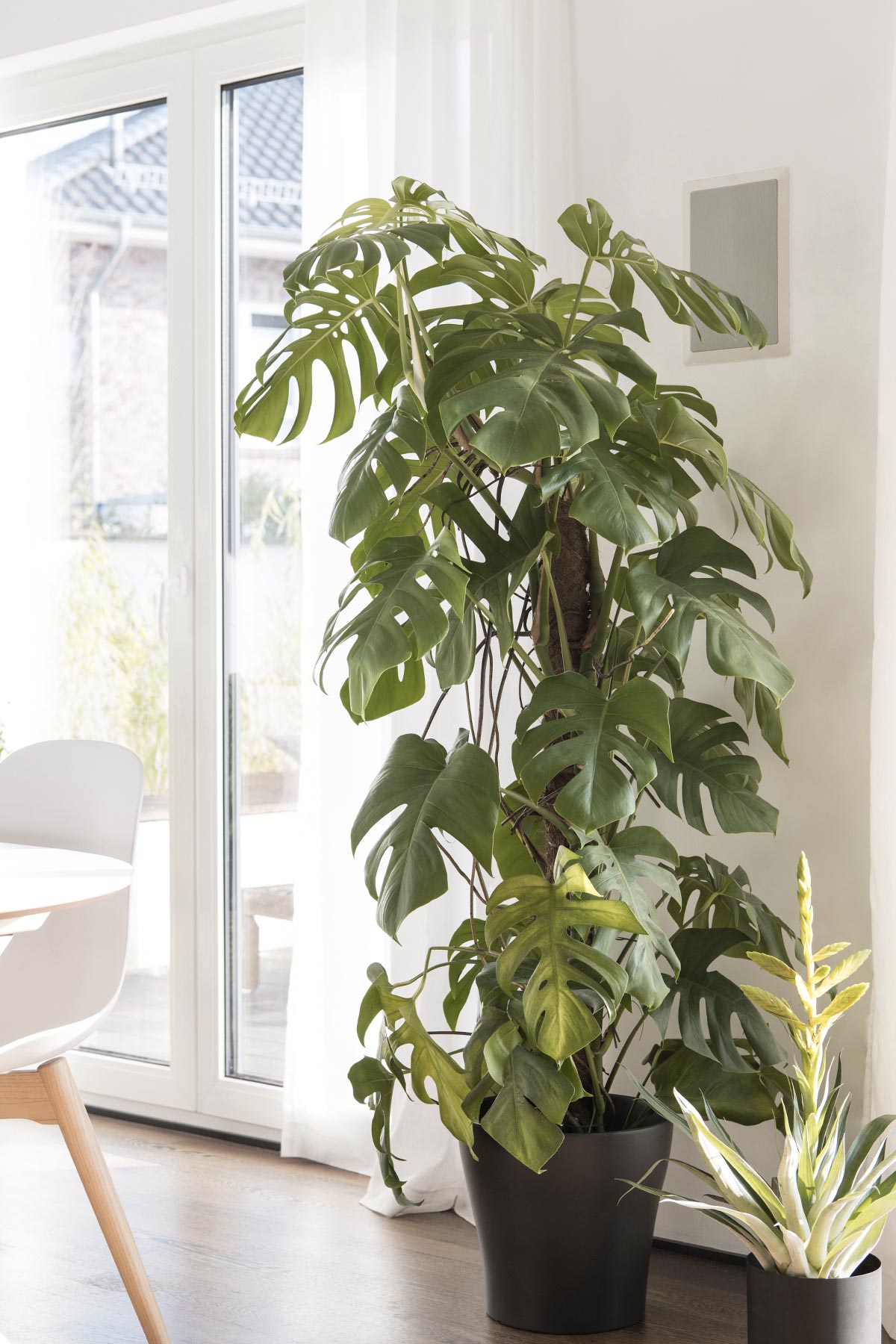 New in: Zimmerpflanzen fr mehr Sommerfeeling