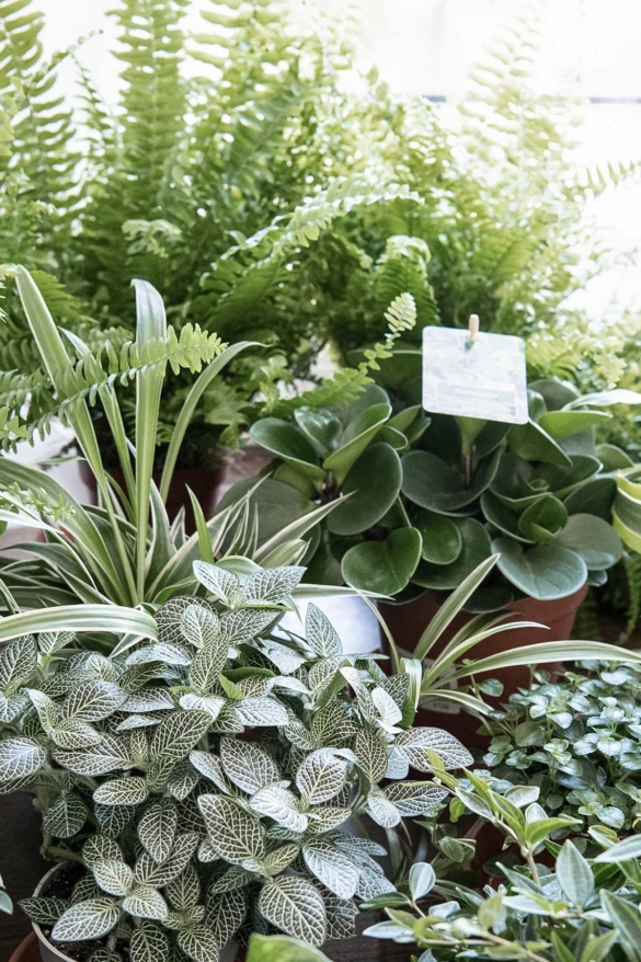 Pflanzen für Urban Jungle