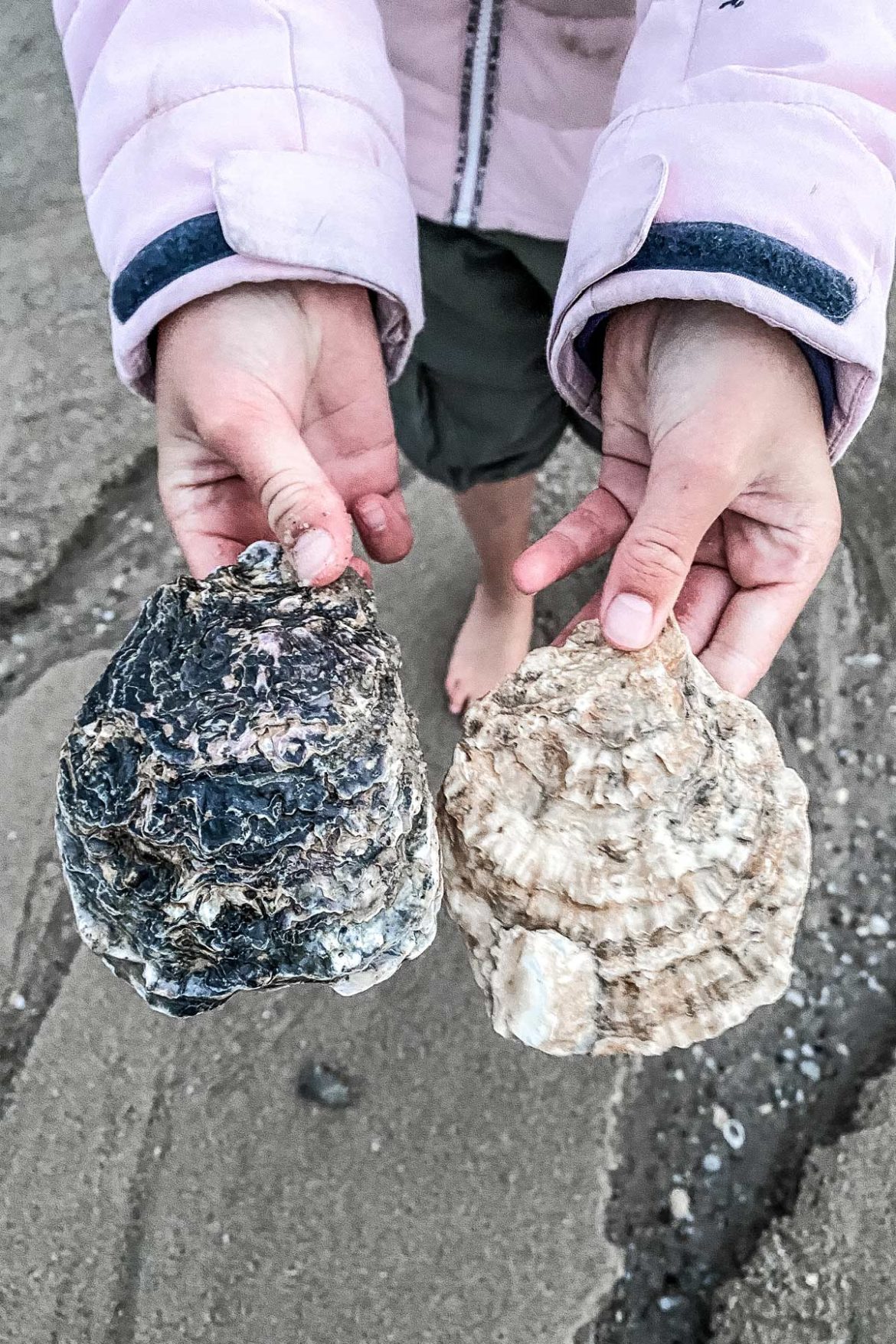 Austern finden auf Sylt
