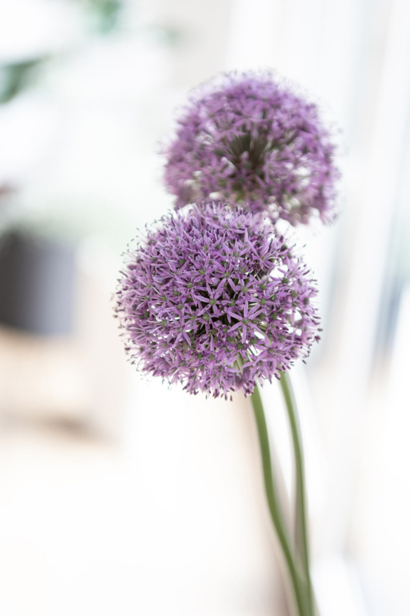 Allium Nahaufnahme